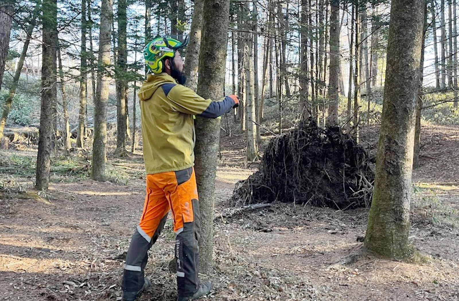 間伐（間引き伐採）する立木を選定