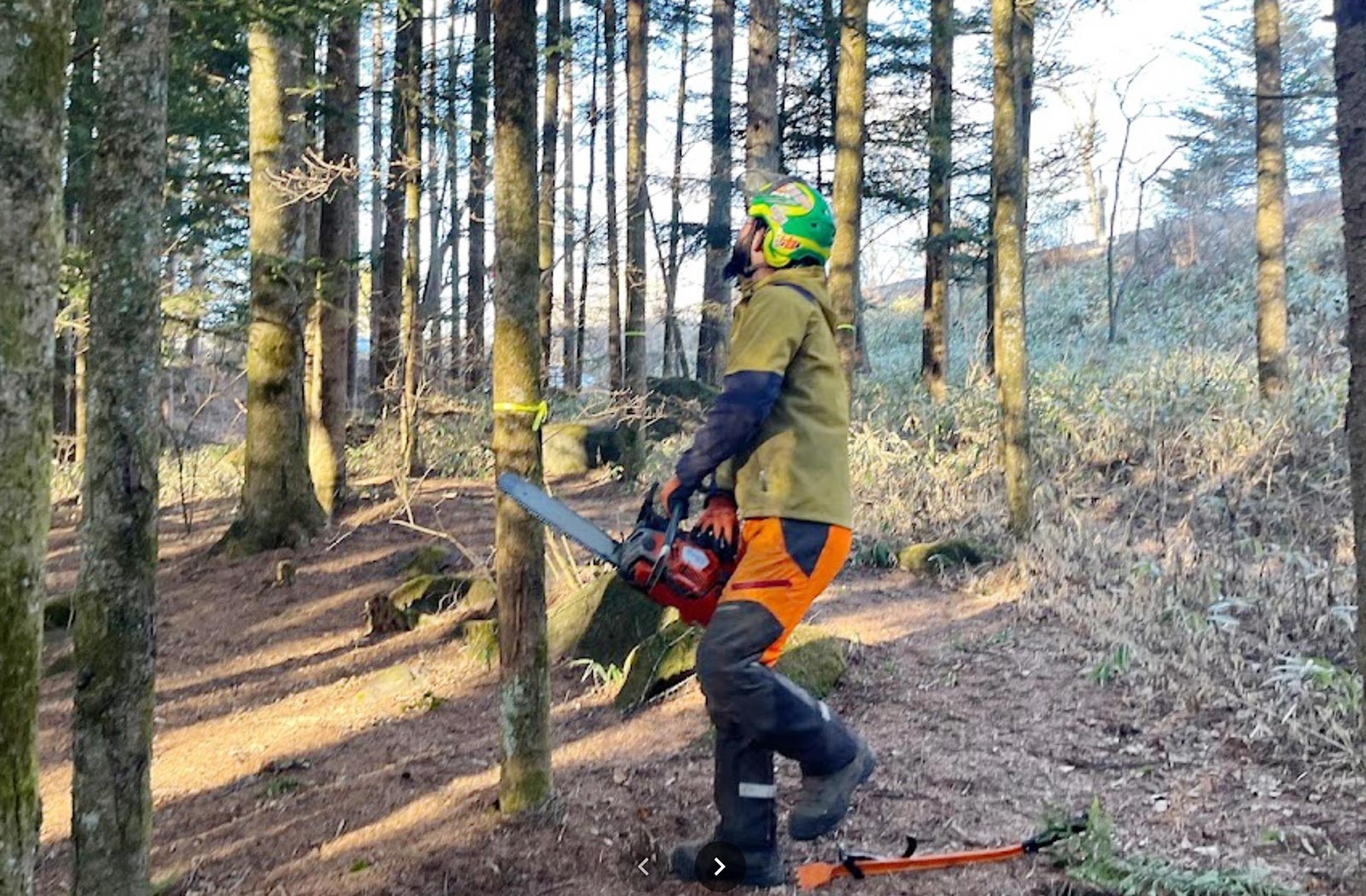 間伐（間引き伐採）する立木を選定