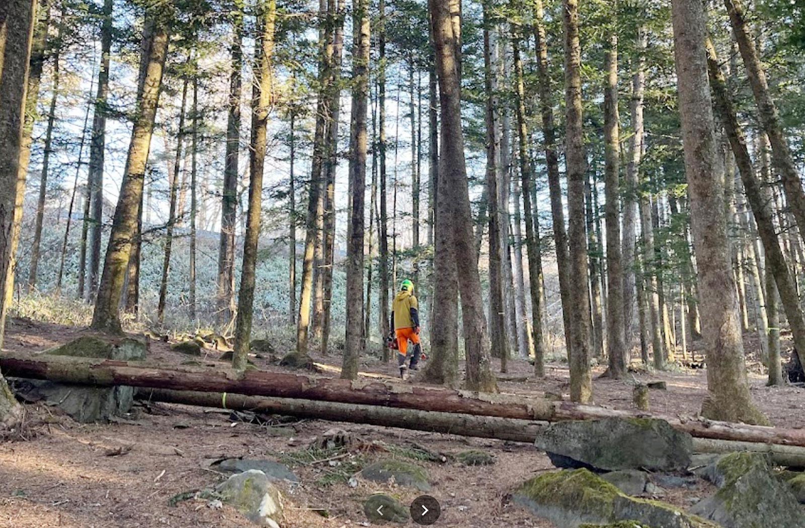 間伐（間引き伐採）する立木を選定