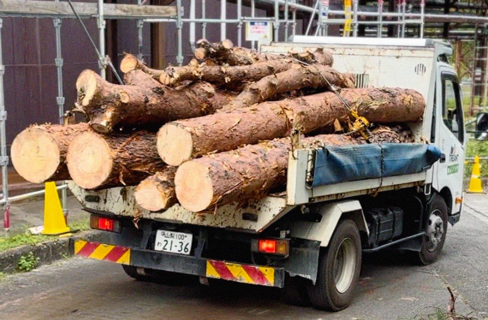 幹部分の搬出作業