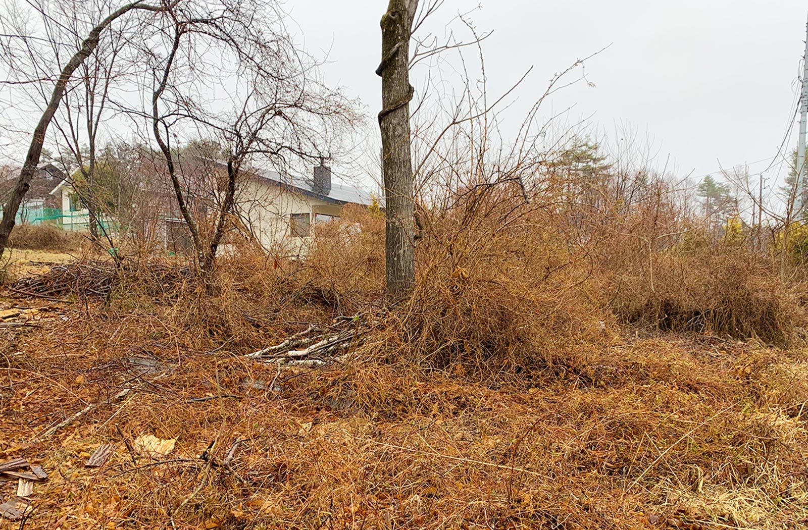 所有地の伐採作業_01