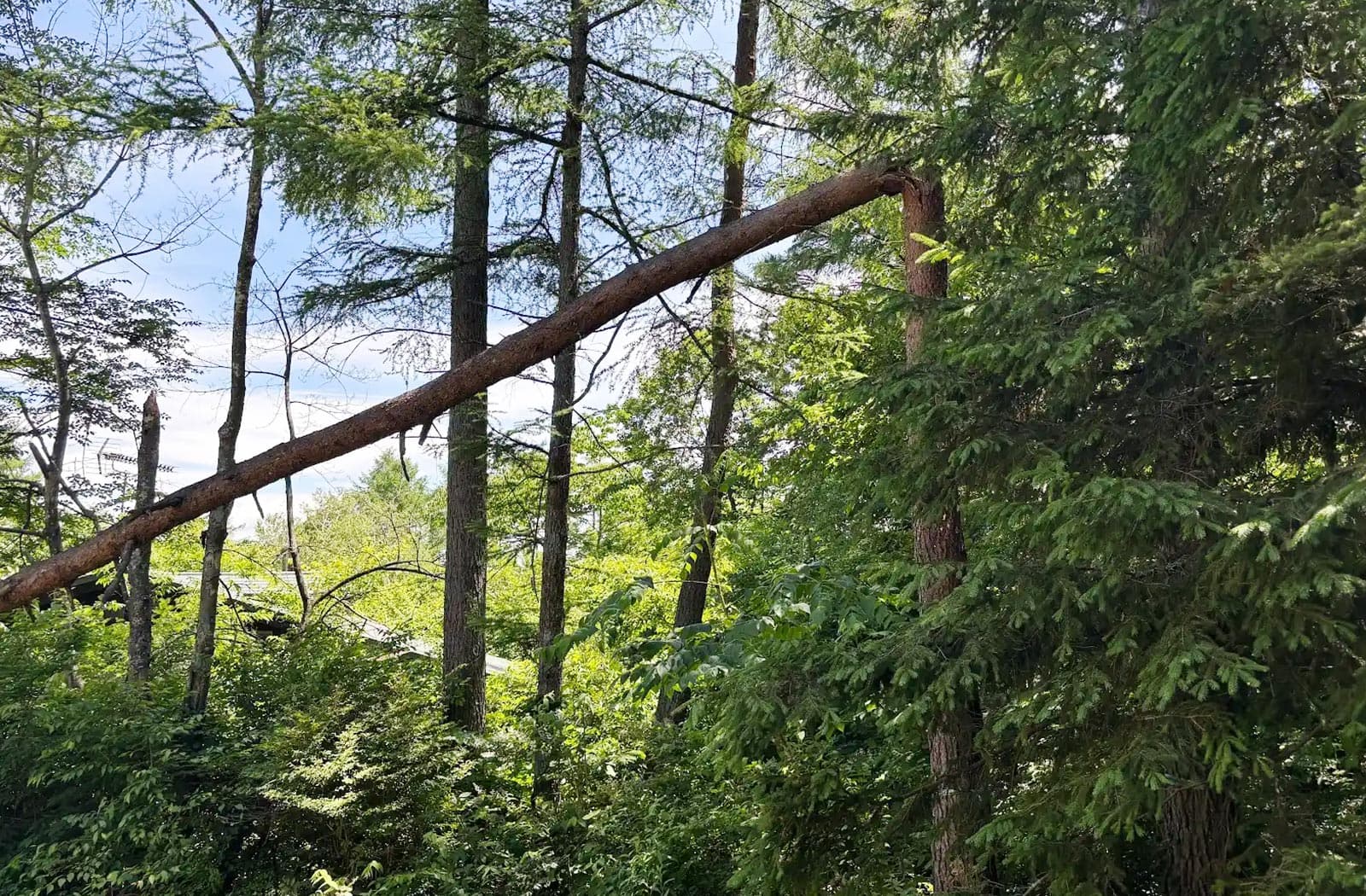 所有山林の伐採作業_02