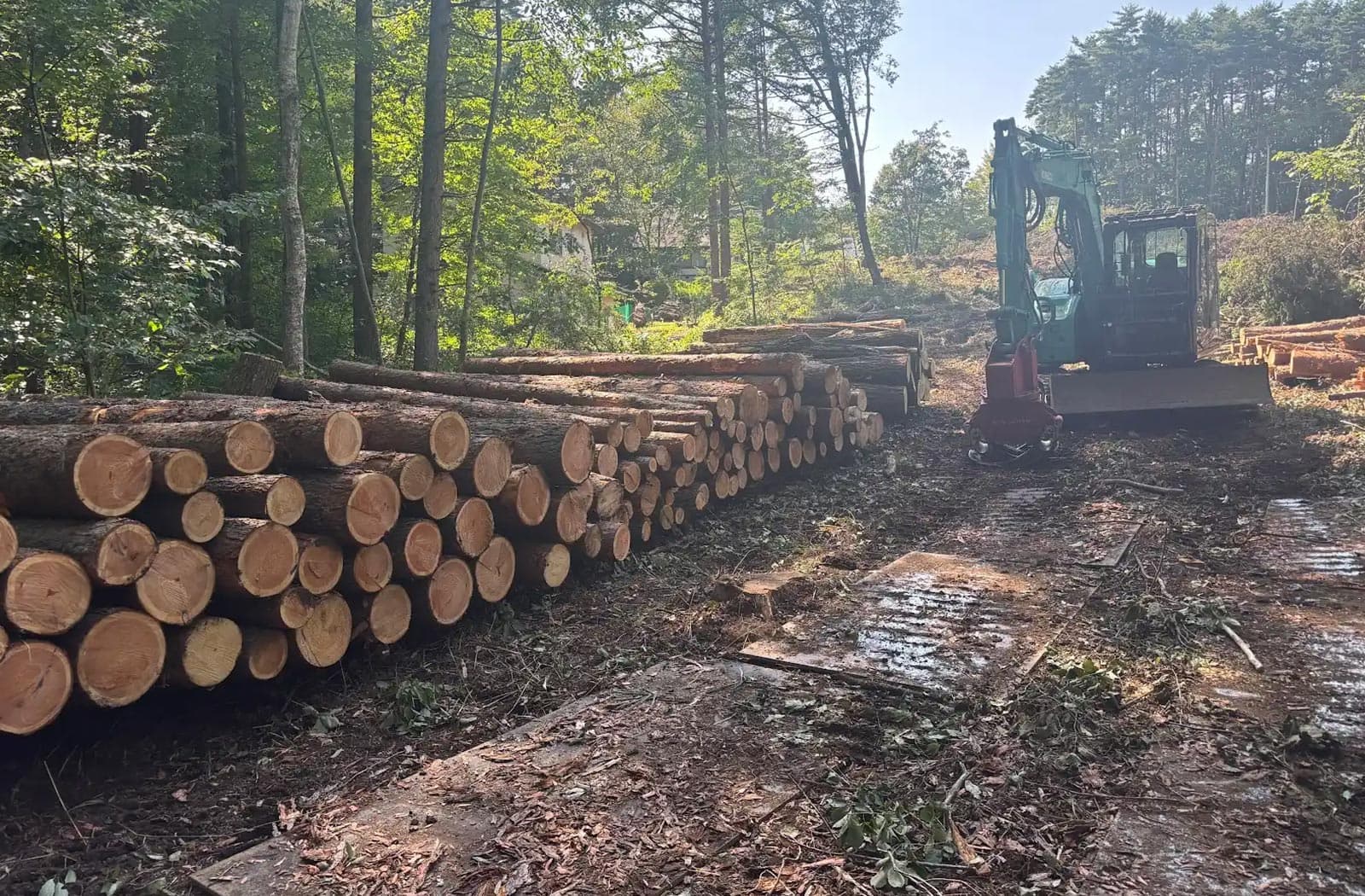 所有山林の伐採作業_06