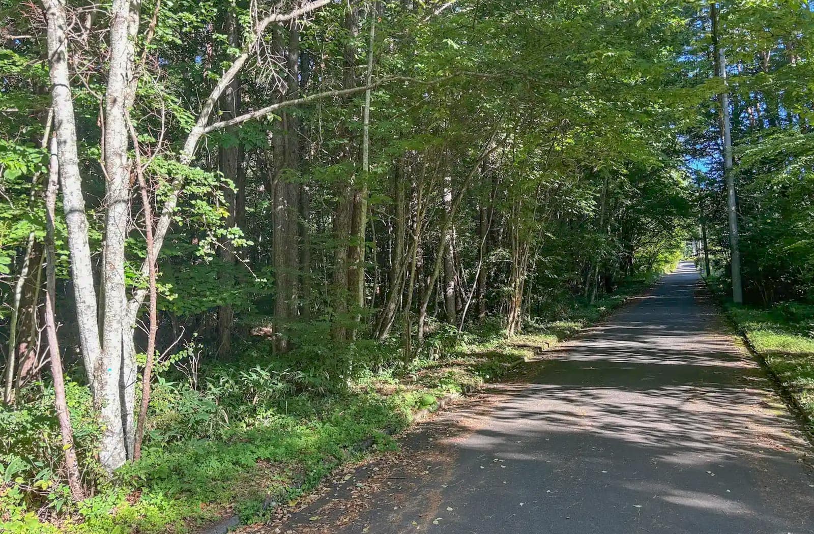 所有山林の伐採作業_02