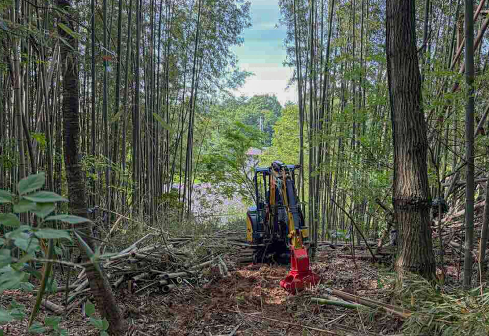 小型の重機でしか進入できない竹林